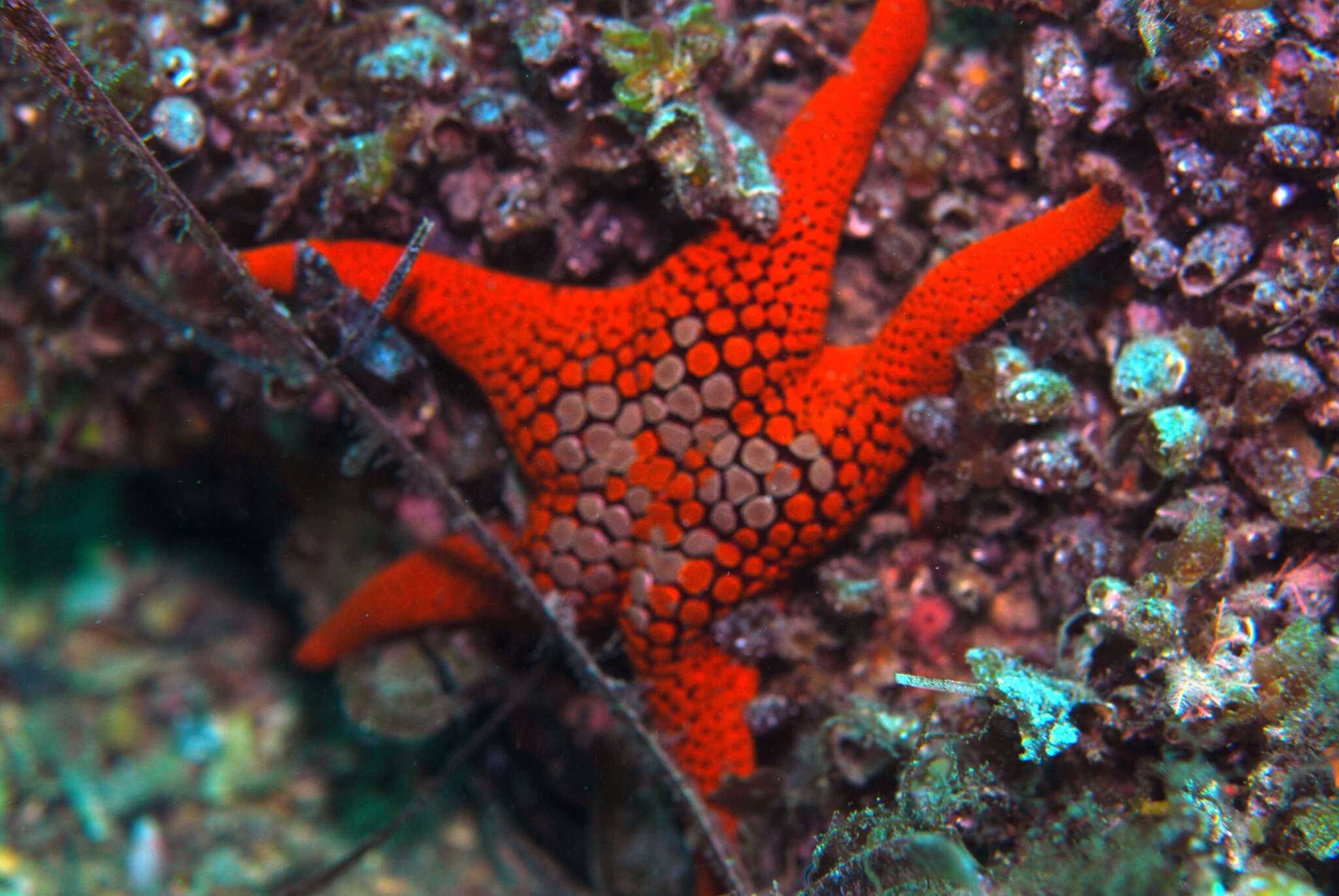 Nectria ocellata Perrier 1875 resmi