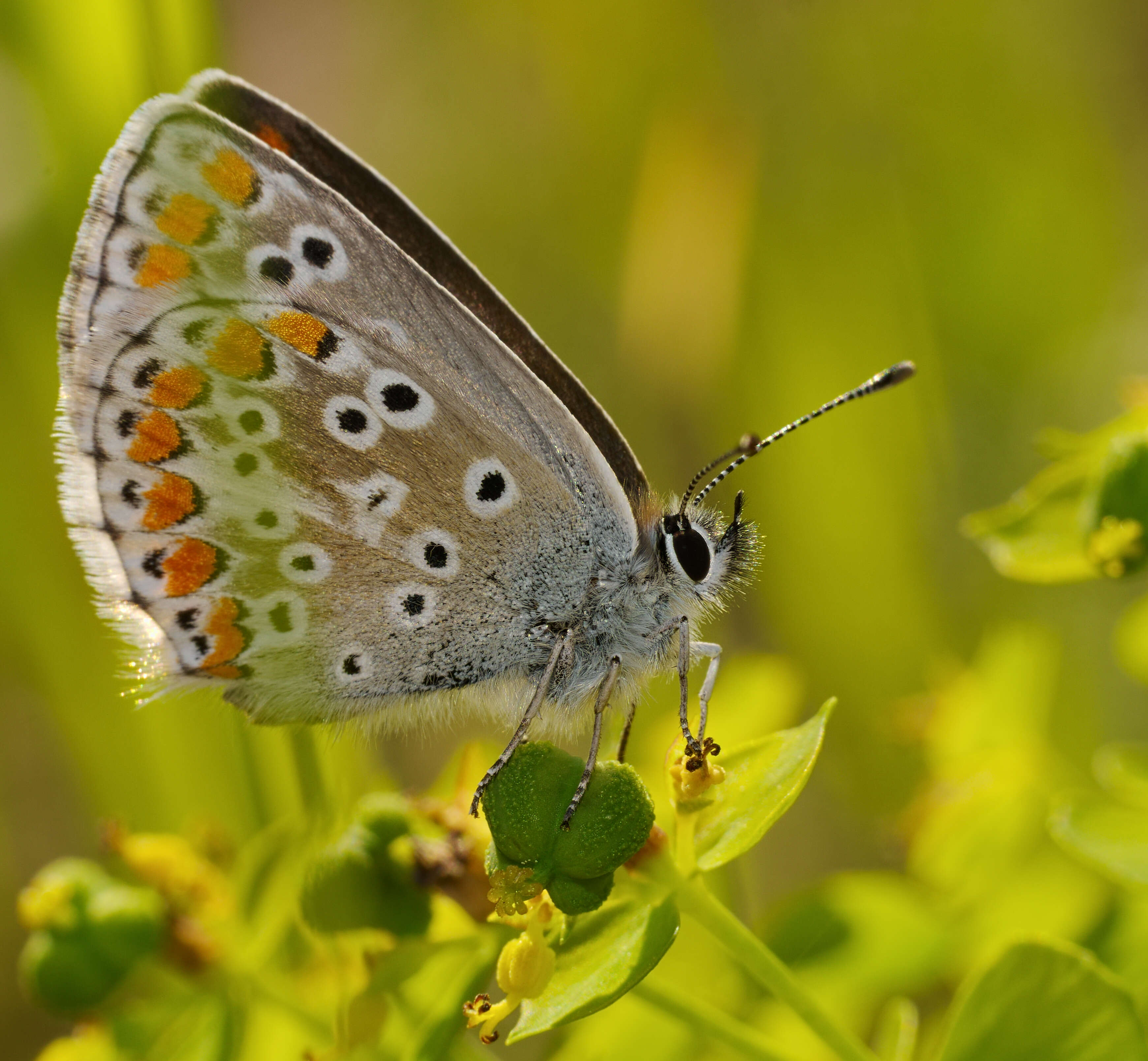 Image of brown argus