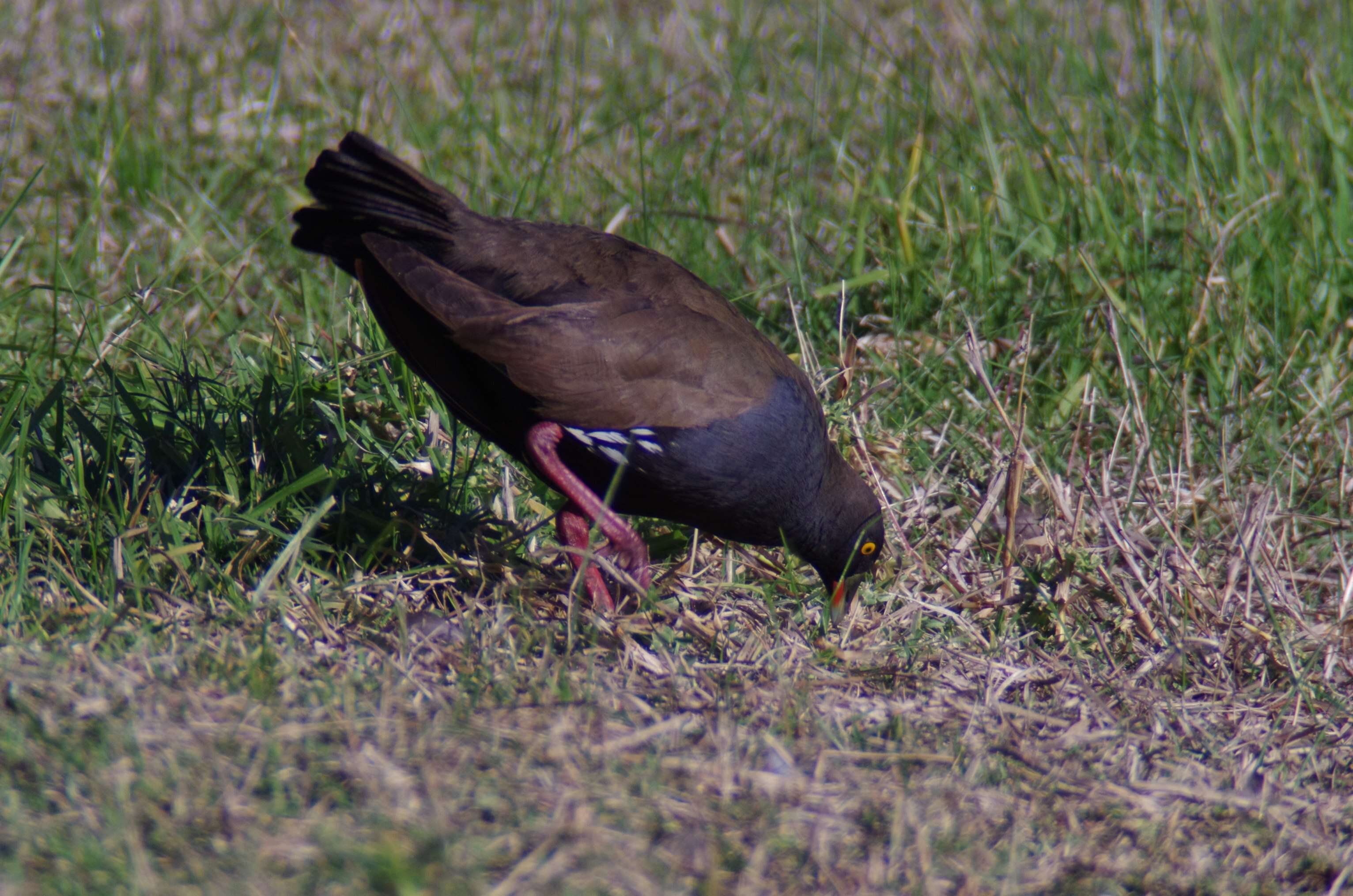 Image of Black-tailed Native-hen