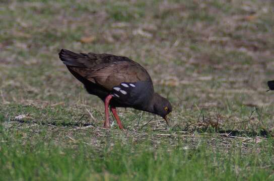 Image of Black-tailed Native-hen