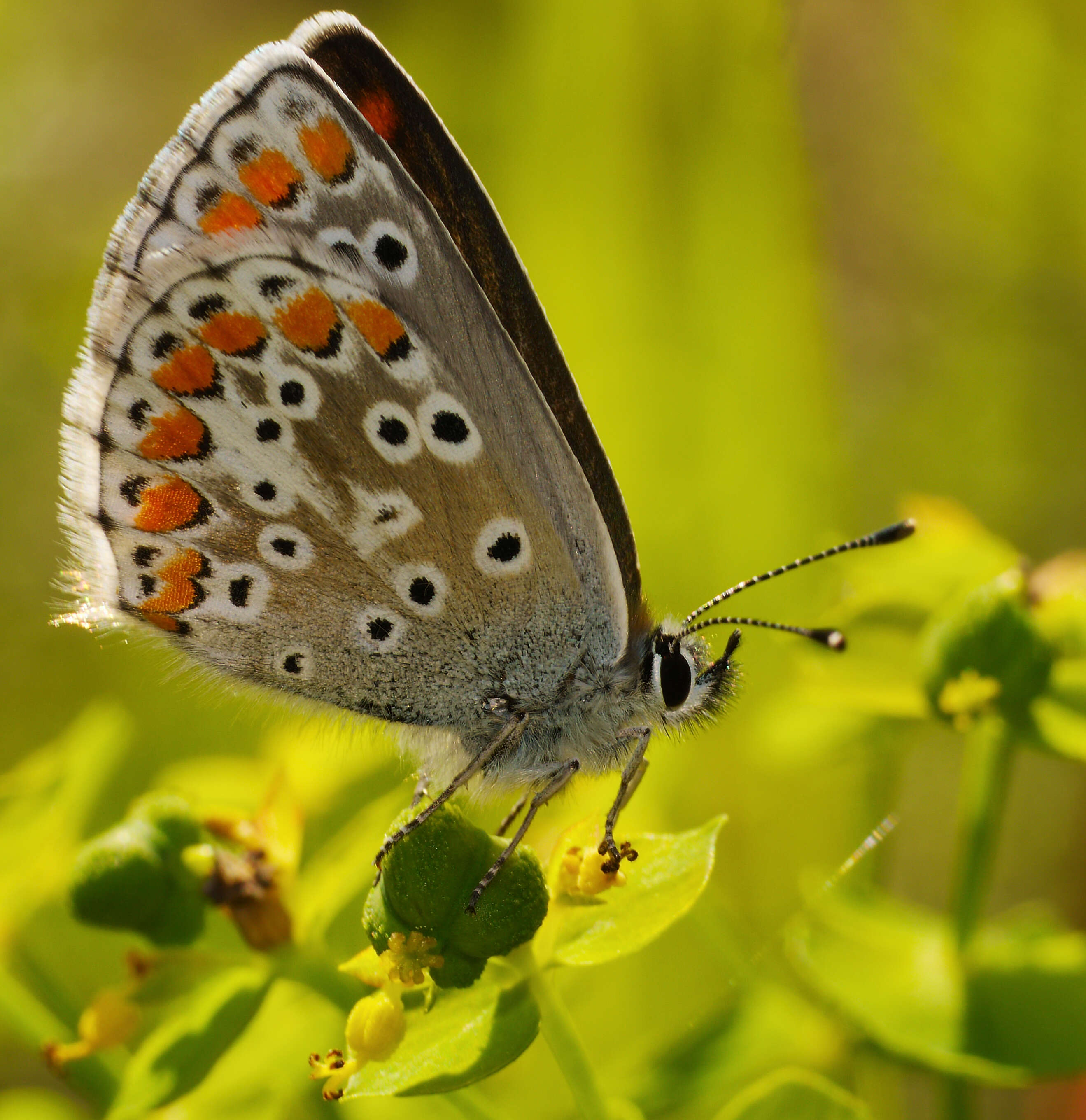 Image of brown argus