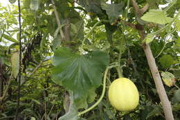 Imagem de Cucurbita ecuadorensis Cutler & Whitaker