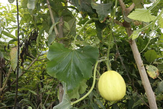 Image of Cucurbita ecuadorensis Cutler & Whitaker