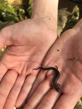 Image of Plethodon ventralis Highton 1997