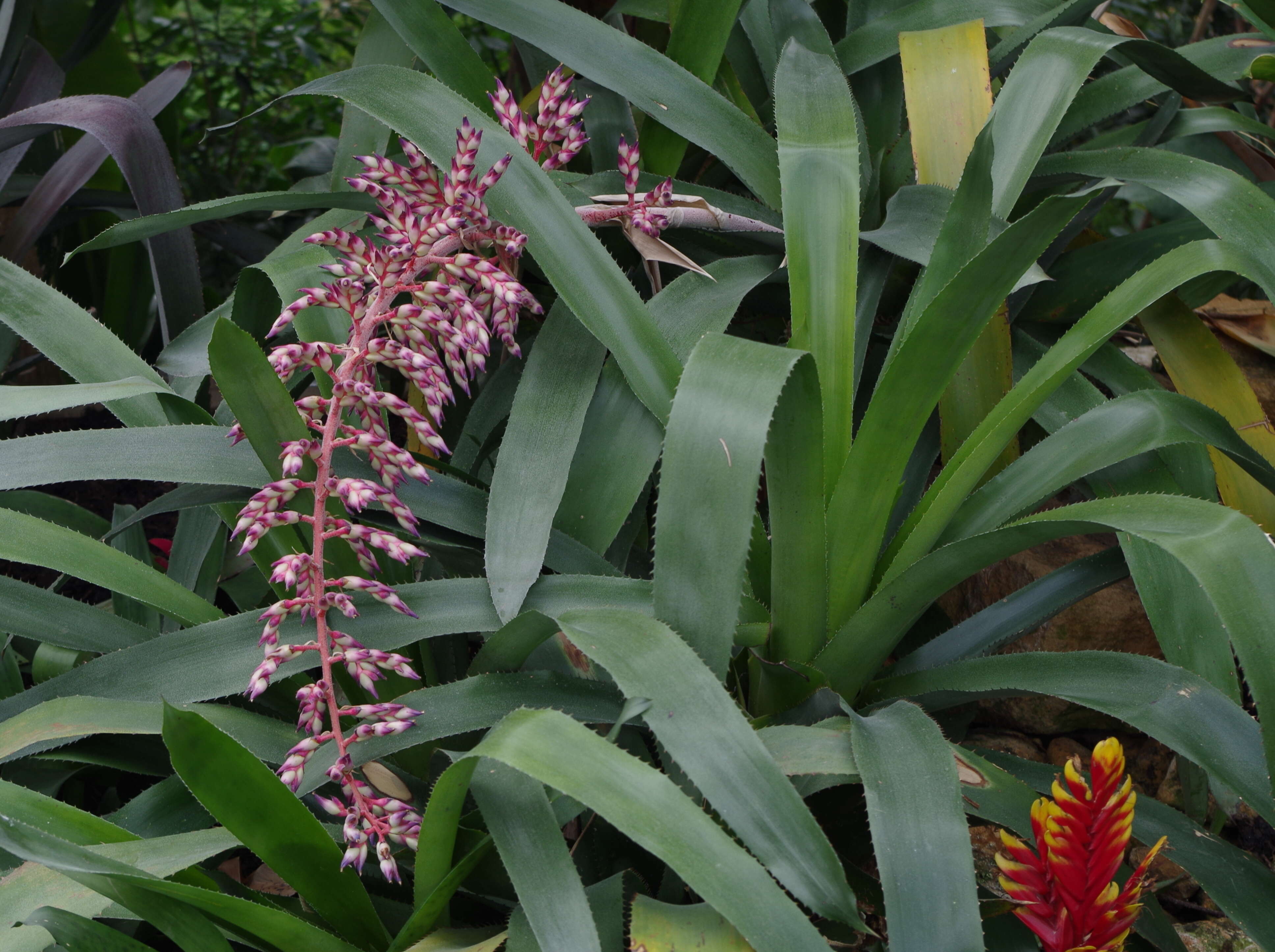 Aechmea smithiorum Mez的圖片