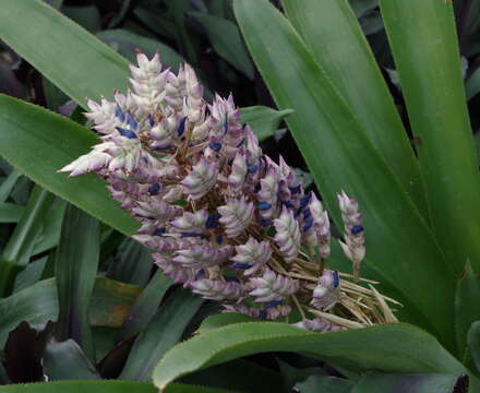 Aechmea smithiorum Mez的圖片