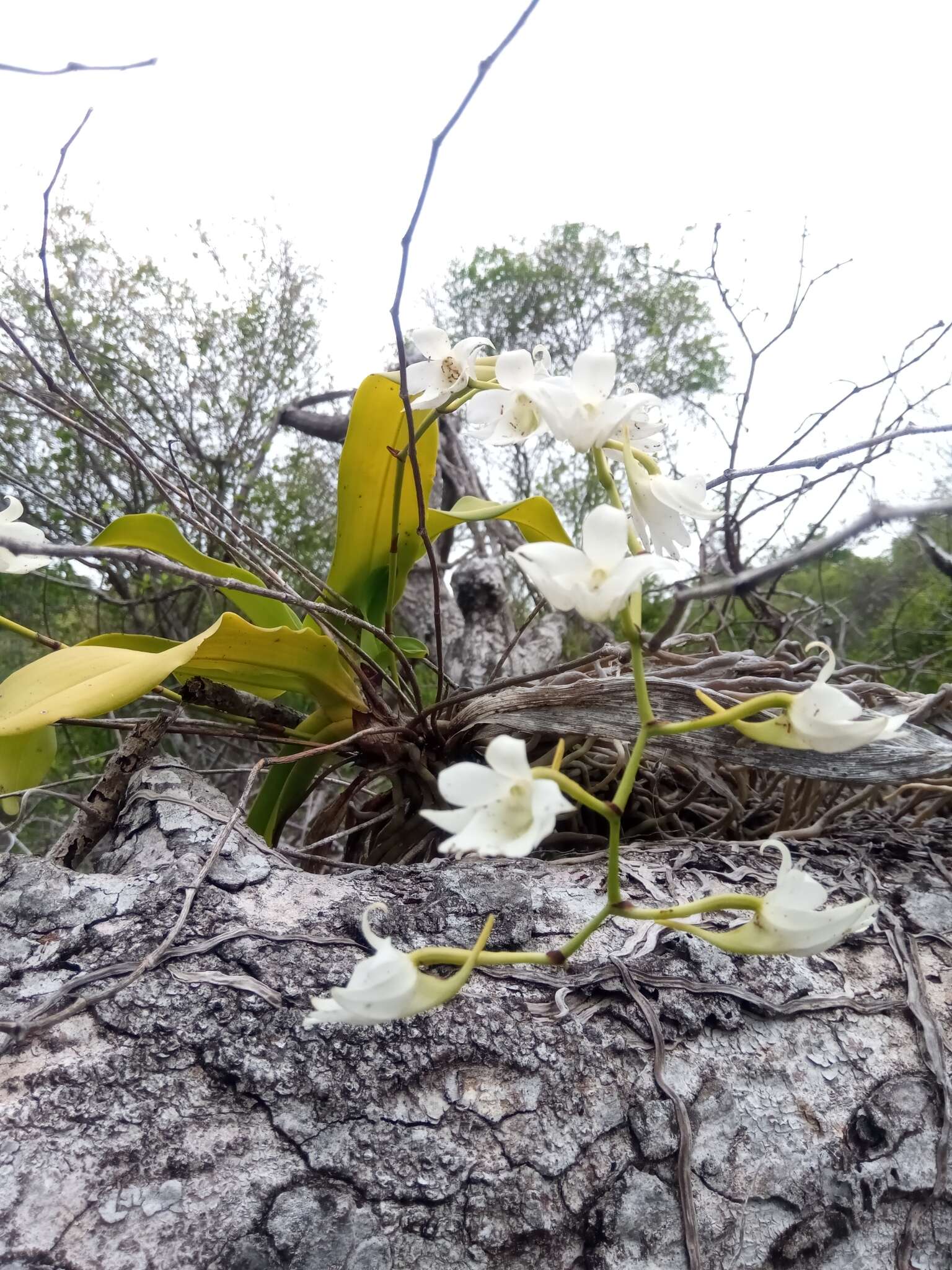 Sobennikoffia poissoniana H. Perrier resmi