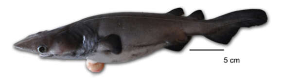 Image of Echinorhinus