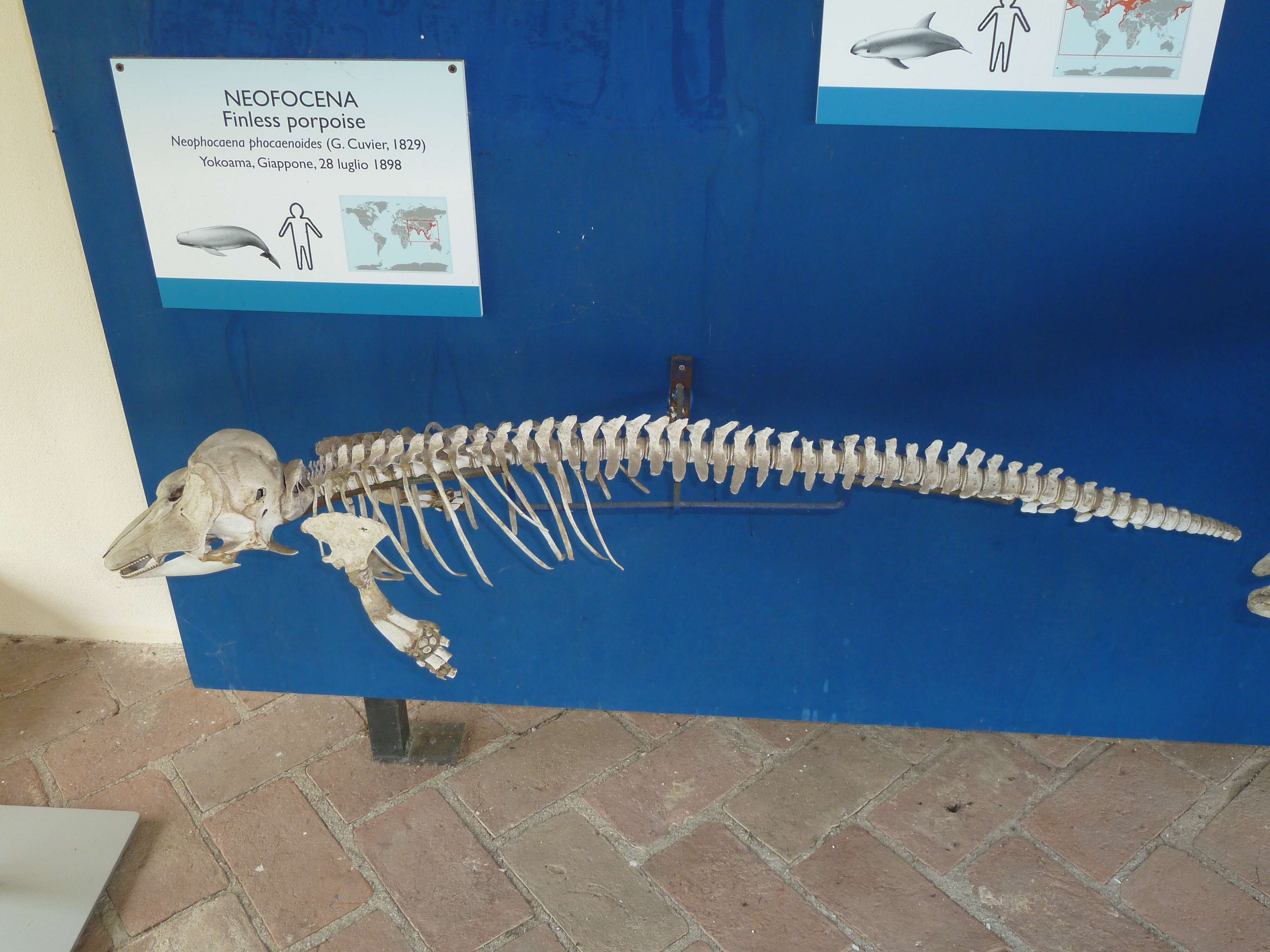 Image of Finless Porpoise