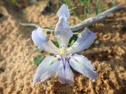 Image of Babiana confusa (G. J. Lewis) Goldblatt & J. C. Manning