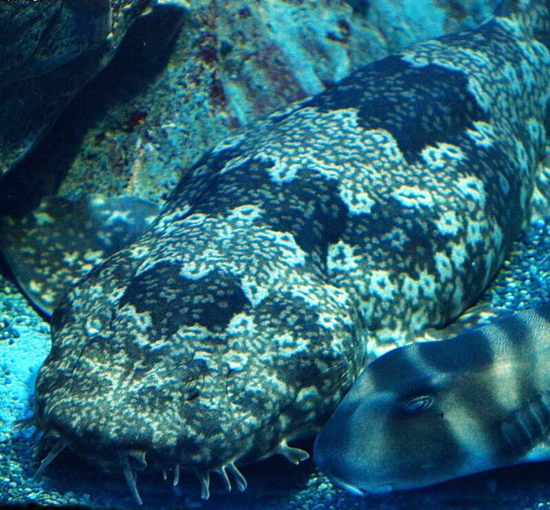 Image of Japanese Wobbegong