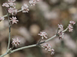 Image of Idria buckwheat