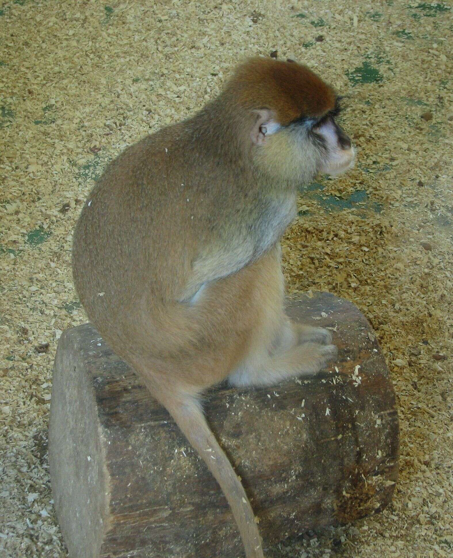 Image of Patas Monkey