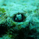 Image of Horned goby