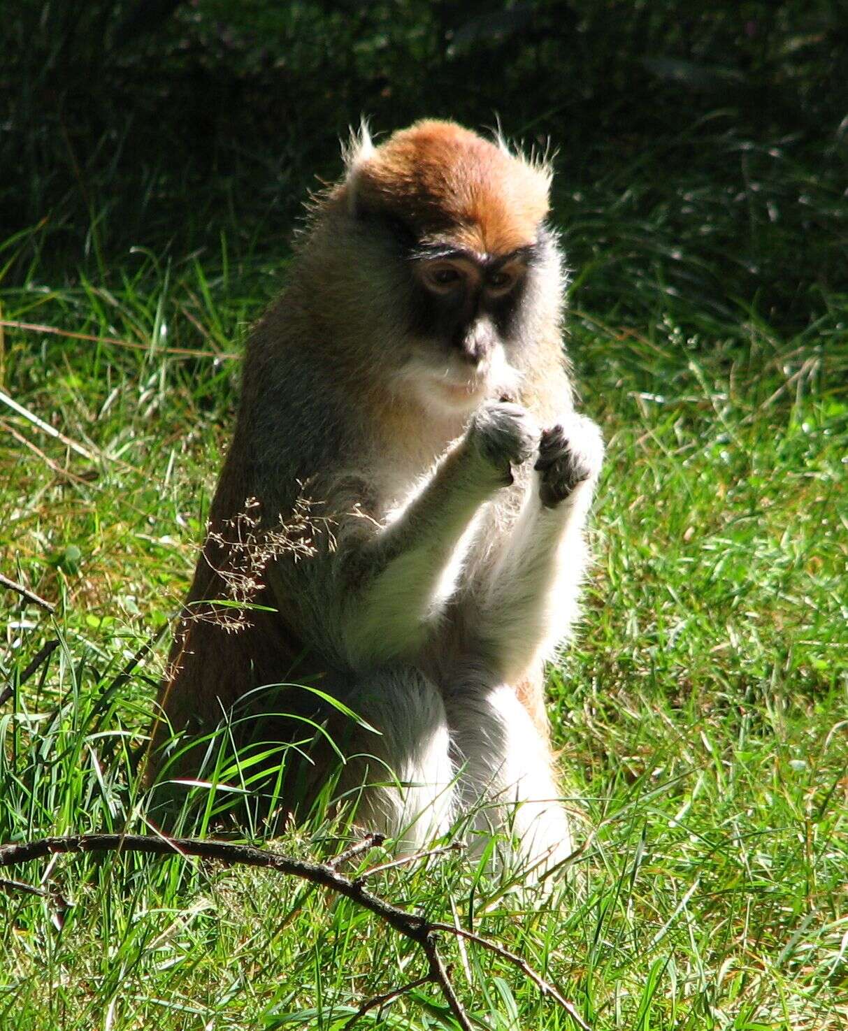 Image of Patas Monkey