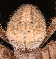 Image of Hentz's Orbweaver