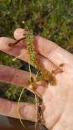 Image of flatleaf bladderwort