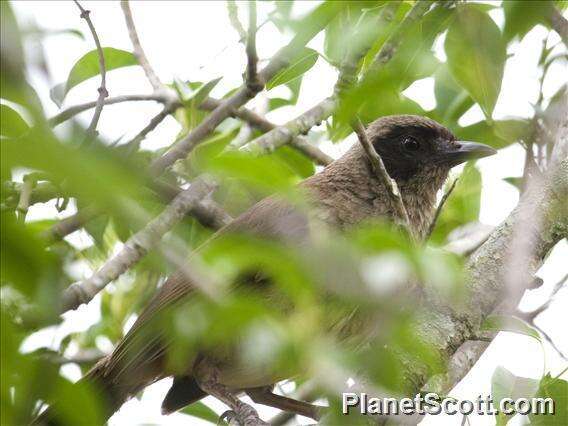 صورة Pterorhinus perspicillatus (Gmelin & JF 1789)