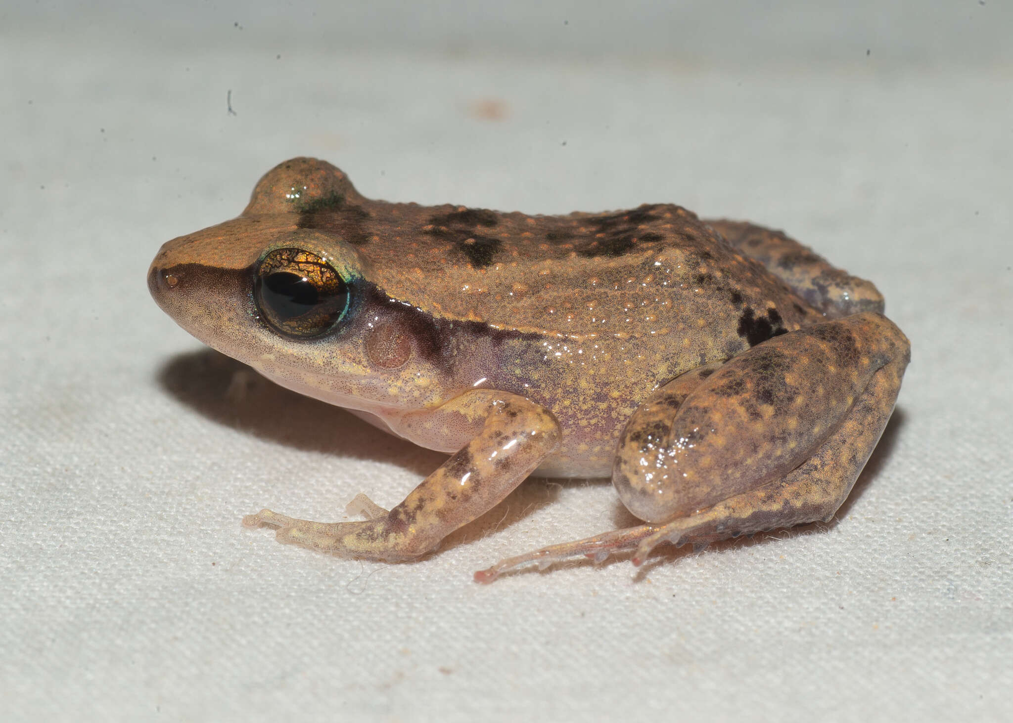 Image de Eleutherodactylus atkinsi Dunn 1925