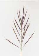 Image of Caucasian bluestem