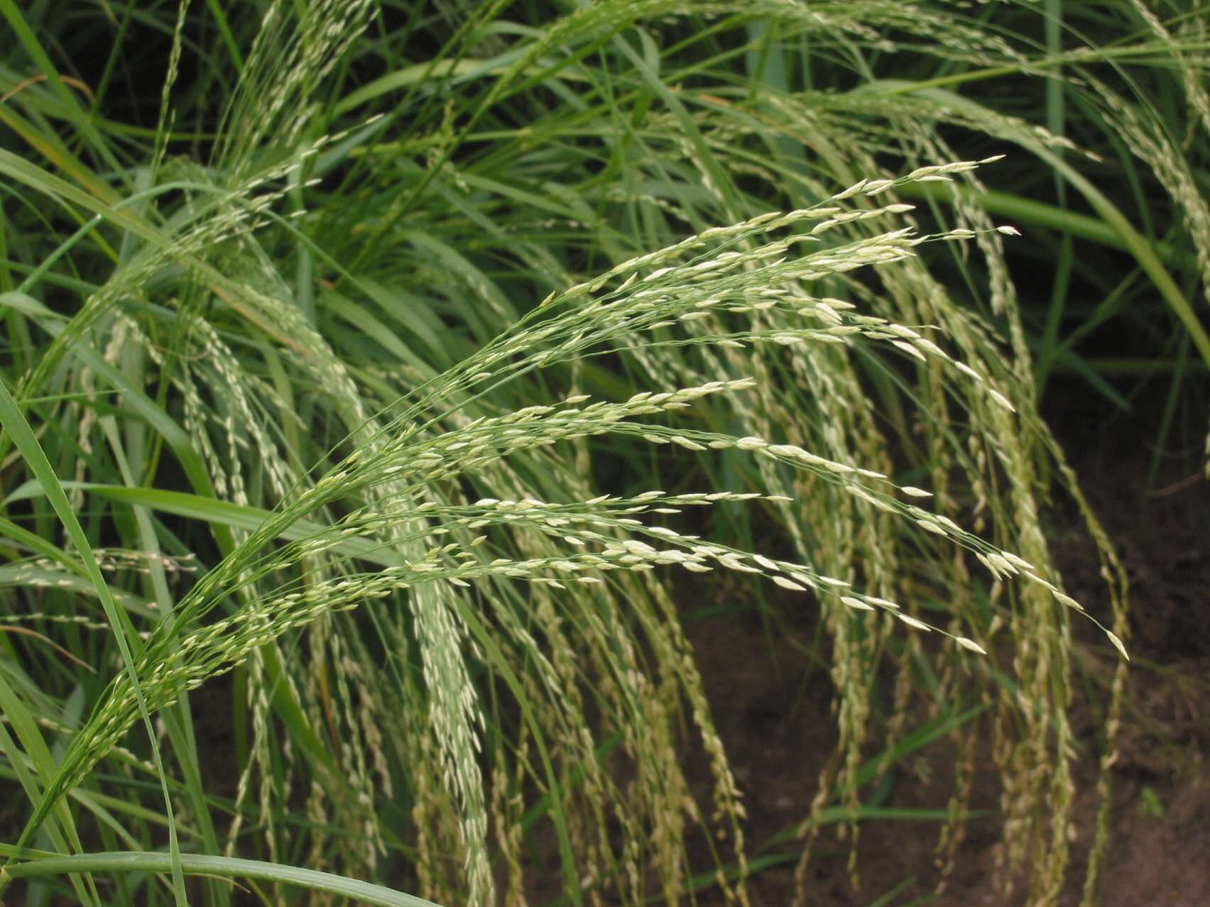 Imagem de Eragrostis tef (Zuccagni) Trotter