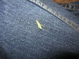 Image of Snowy Tree Cricket