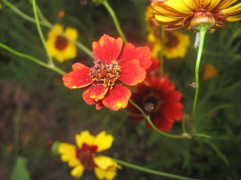 Image of golden tickseed