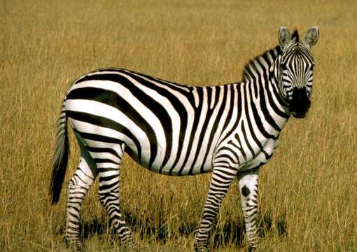 Image of Grant's zebra