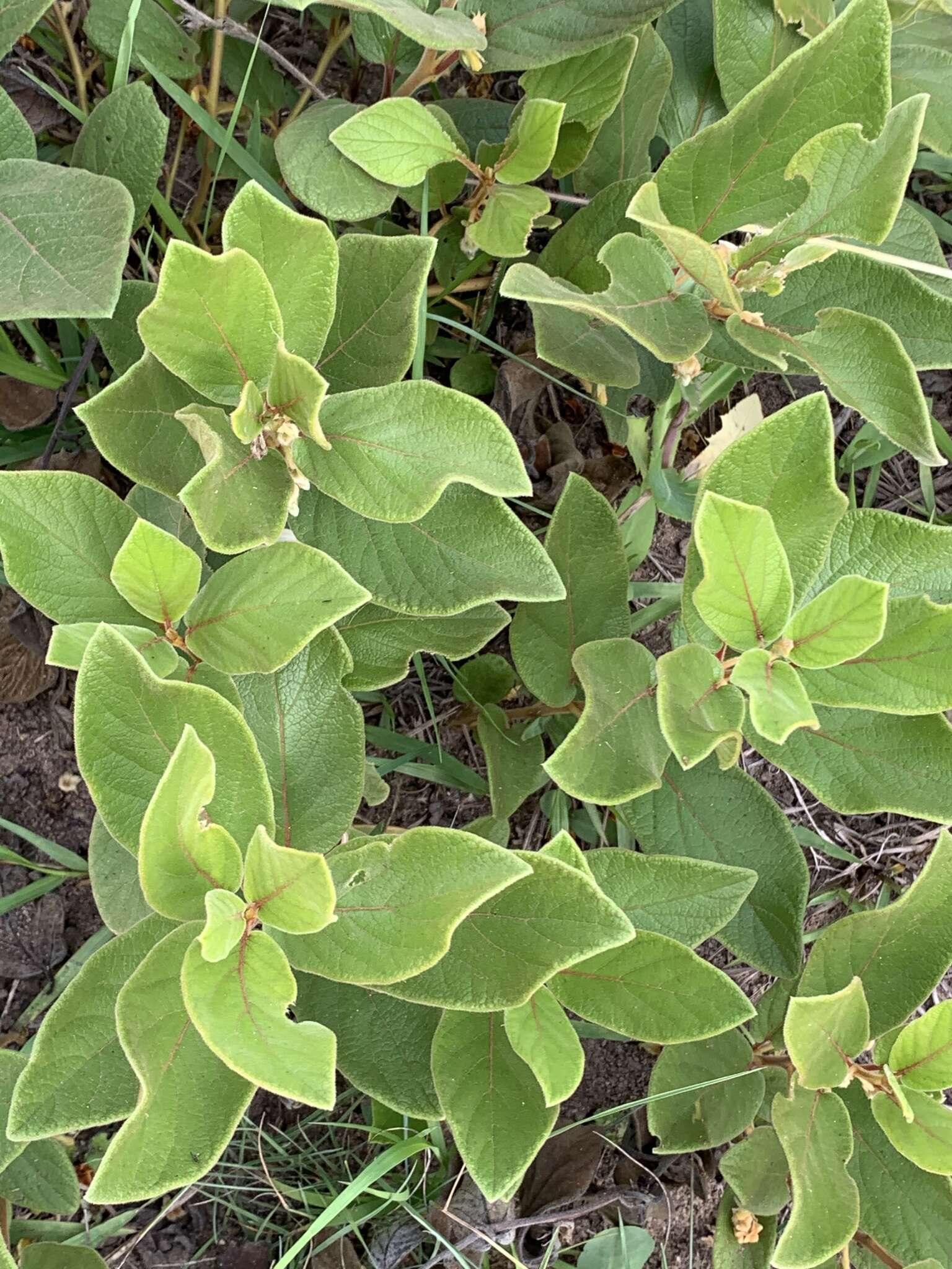 Image of Diospyros galpinii (Hiern) De Winter