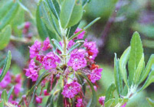 Image of sheep laurel