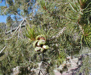 Pinus cembroides Zucc. resmi