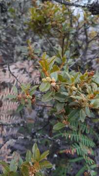 Image of Morella parvifolia (Benth.) Parra-Os.