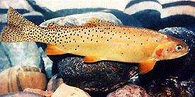 Image of Oncorhynchus clarkii bouvieri