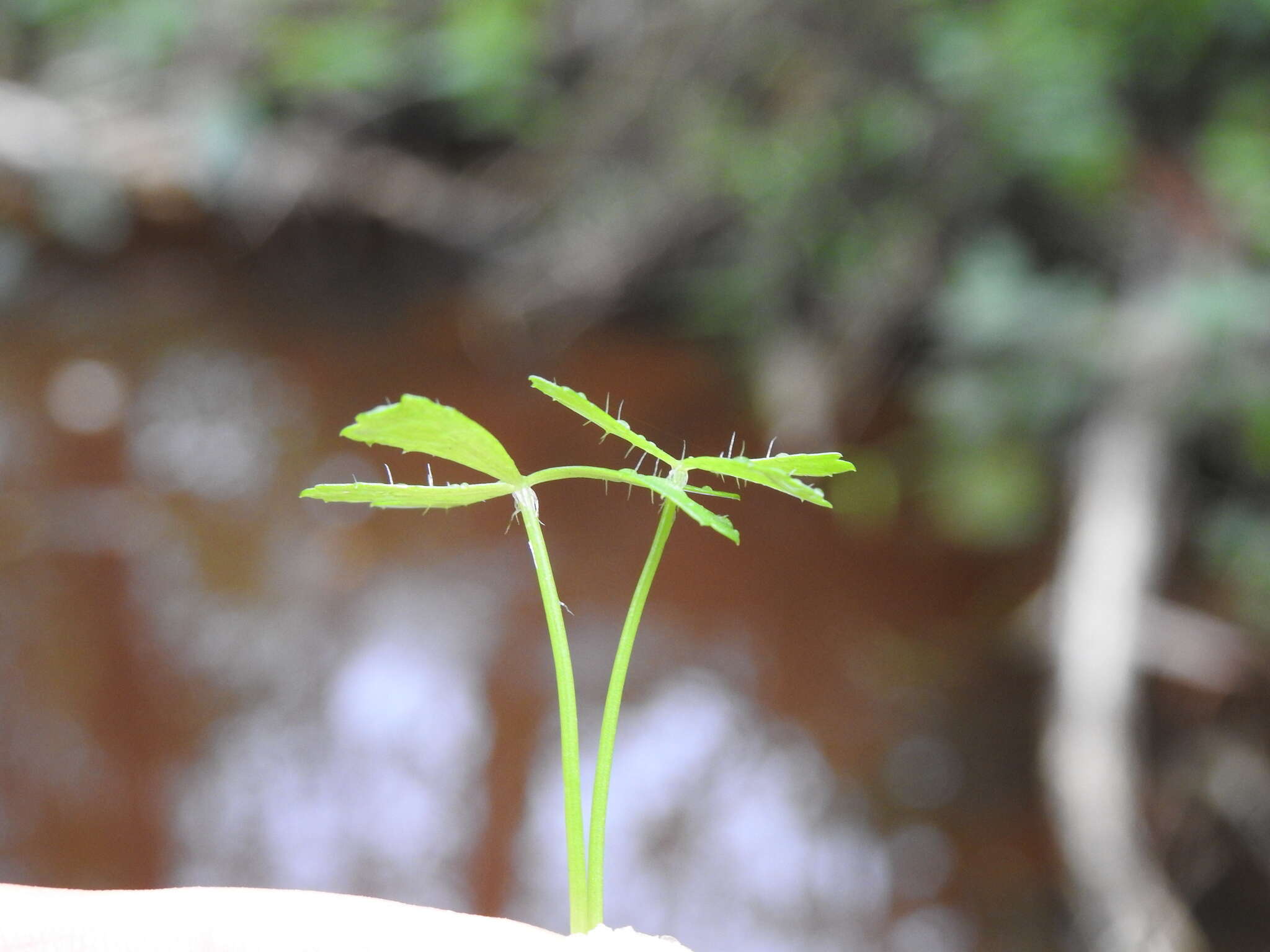 Image of Hydrocotyle paludosa A. R. Bean