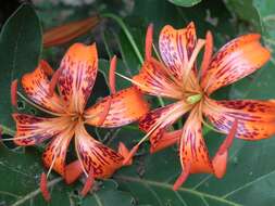 Image of Tiger lily