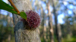 Sivun Beesonia ferrugineus (Froggatt 1921) kuva