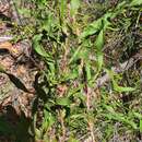 Image of Conospermum longifolium subsp. longifolium