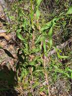 Image of Conospermum longifolium subsp. longifolium