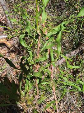 Image of Conospermum longifolium subsp. longifolium