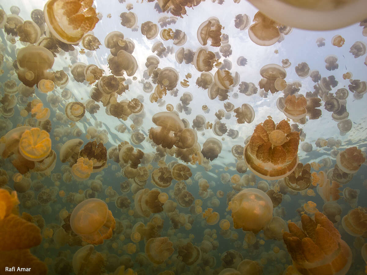 Image of jellyfish