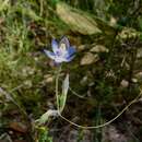 Sivun Thelymitra angustifolia R. Br. kuva