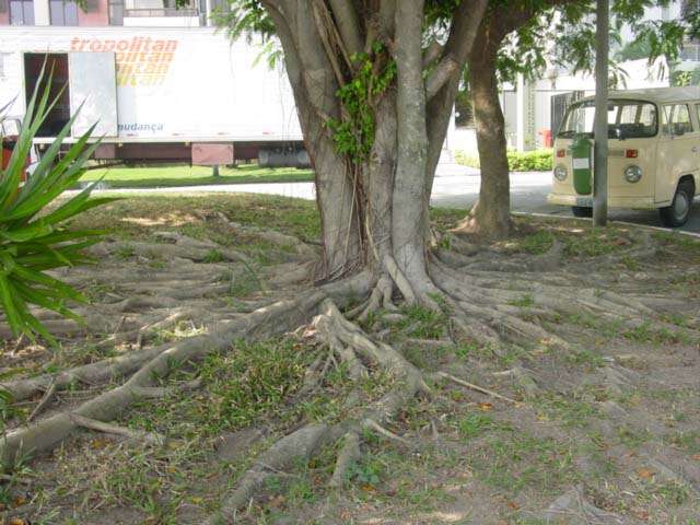 Imagem de Ficus benjamina L.