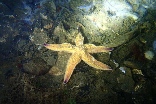 Imagem de Asterias amurensis Lutken 1871