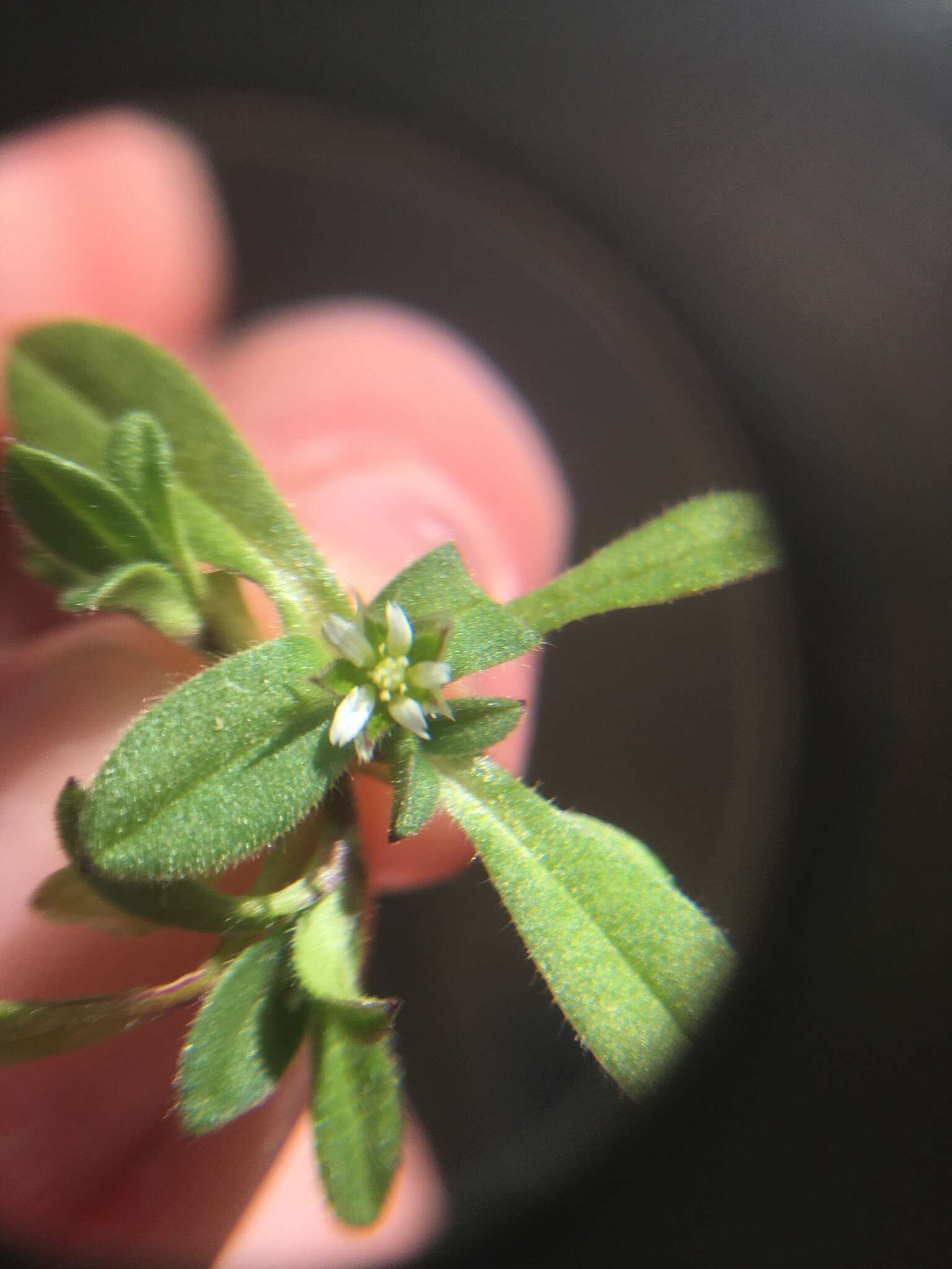 Image of fivestamen chickweed