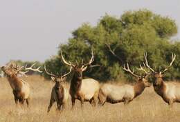 Image of Cervus canadensis nannodes