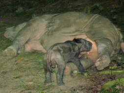 Image of Sumatran Rhinoceros