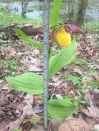 Imagem de Cypripedium parviflorum var. parviflorum