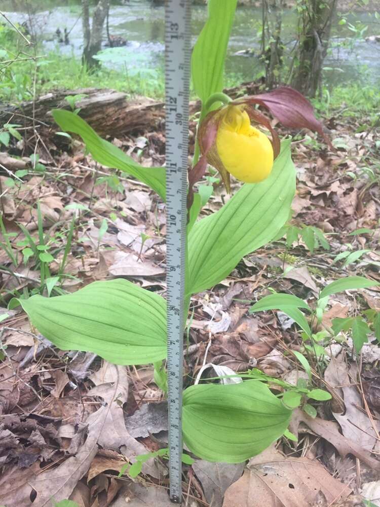 Imagem de Cypripedium parviflorum var. parviflorum