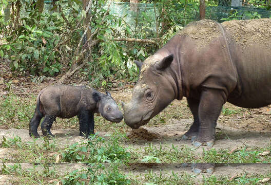 Image of Sumatran Rhinoceros