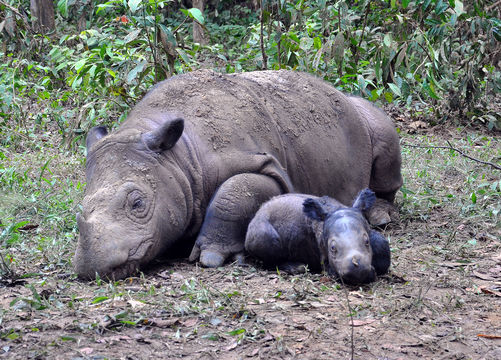 Image of Hairy Rhinoceros